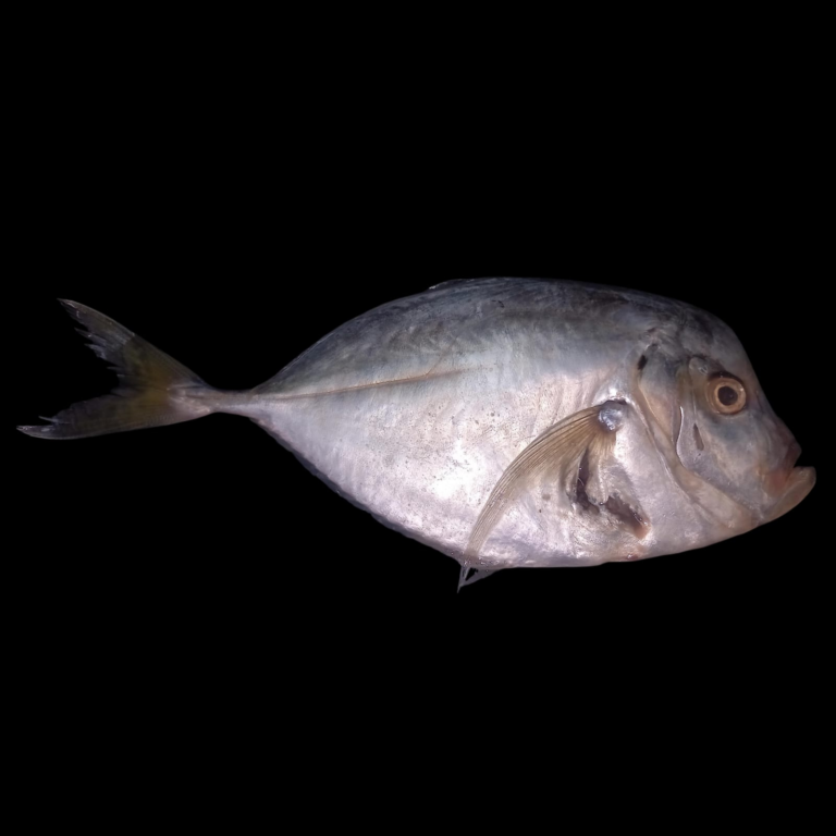 Pez espejo — Selene peruviana 3