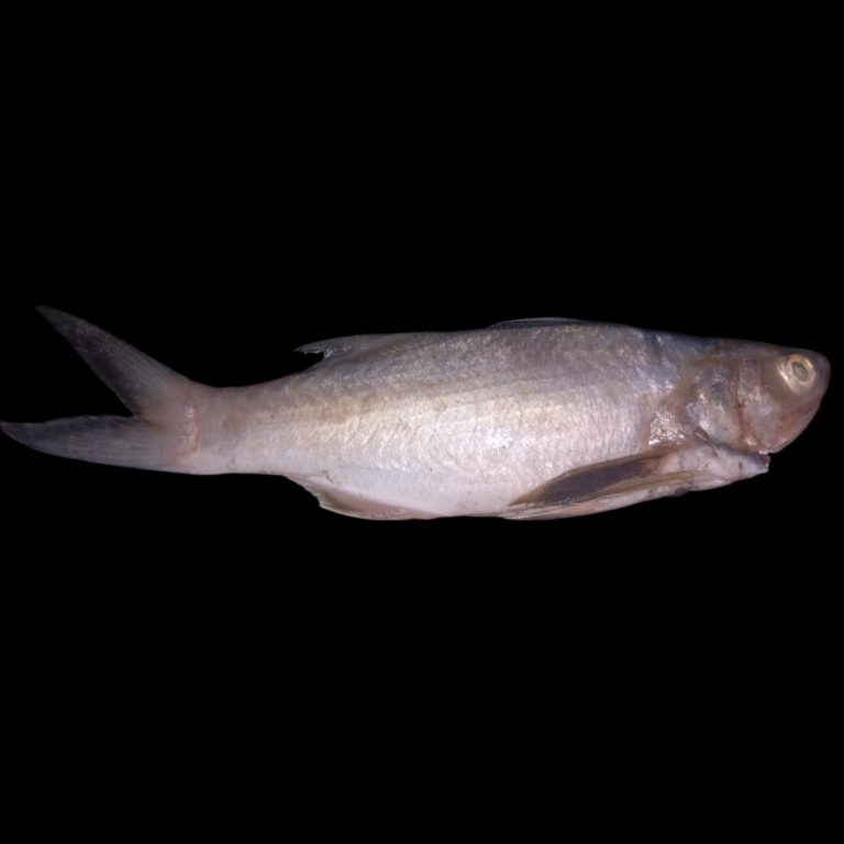 Barbudo de cuatro patas — Eleutheronema tetradactylum 4
