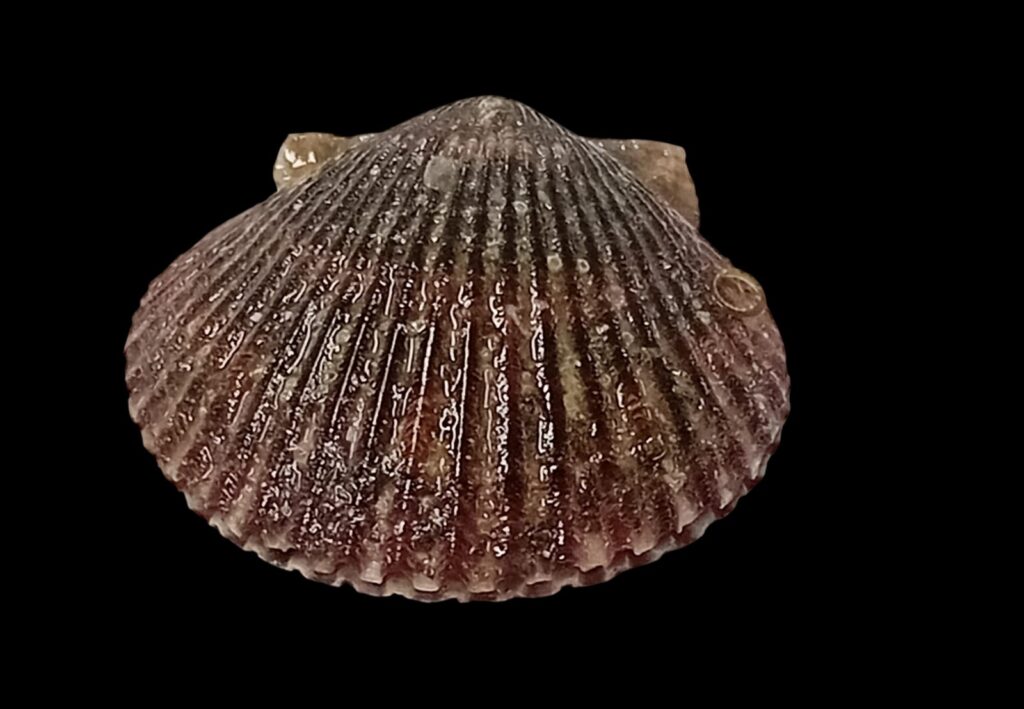 Concha de abanico — Argopecten purpuratus whatsapp image 2026 06 23 at 14.58.30 (6)