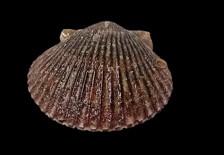 Concha de abanico — Argopecten purpuratus whatsapp image 2026 06 23 at 14.58.30 (6)