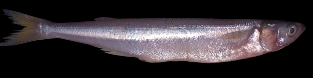 Pejerrey — Odontesthes regia image